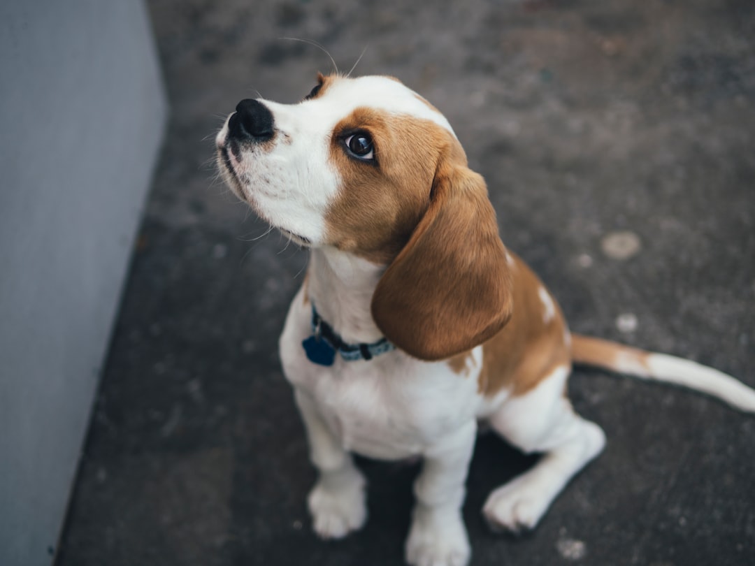 Photo Beagle puppy